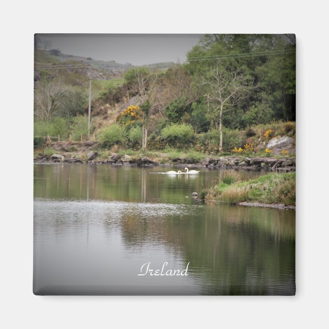 Ireland, County Cork, Lake, Swans, Photography Magnet (Front)