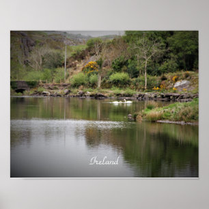 Ireland, County Cork, Lake, Swans, Photography Poster