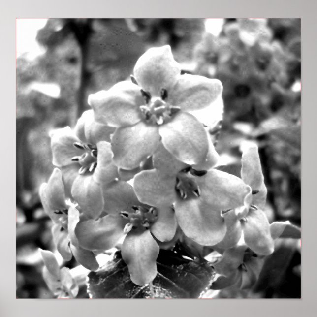 Ireland Flowers Poster (Front)