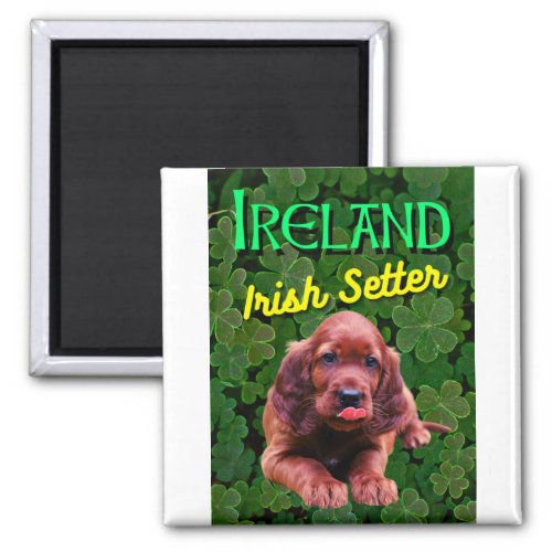 Ireland Irish Setter Clovers Shamrocks Magnet