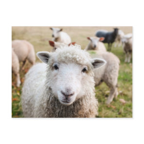 Ireland Sheep Livestock Postcard