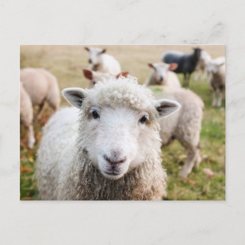 Ireland Sheep Livestock Postcard