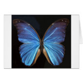 Iridescent Blue Butterfly Wings (Front Horizontal)