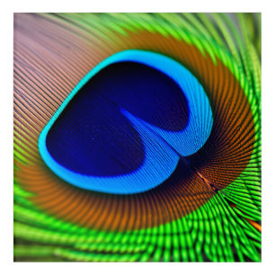 Iridescent Blue Green Peacock Feather Macro Photo Acrylic Print