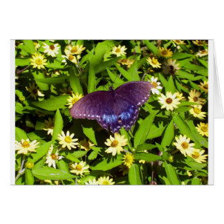 Iridescent Blue Purple with Black Butterfly Wings Cards