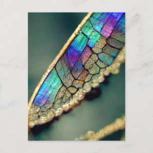 Iridescent dragonfly wing postcard