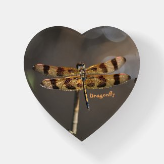Iridescent Golden Dragonfly on Taupe Paperweight