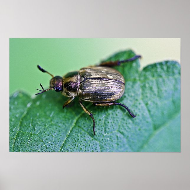 Iridescent  Japanese Beetle Poster (Front)