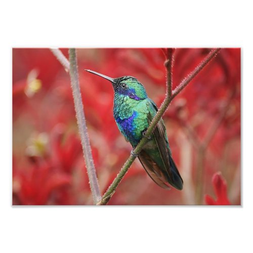 Iridescent Shine Photo Print