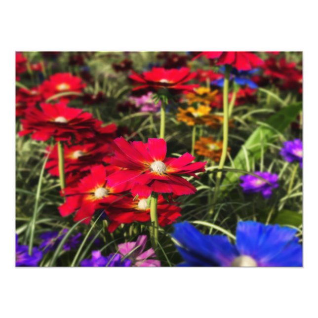 Iridescent Spring Photo Print (Front)