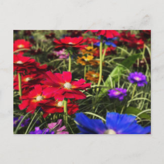 Iridescent Spring Postcard