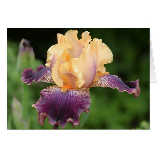Iris (Front Horizontal)