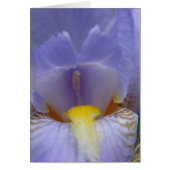 Iris (Front)