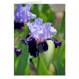 Iris 0992 cards
