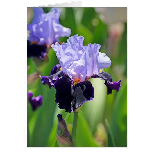 Iris 0992 cards (Front)