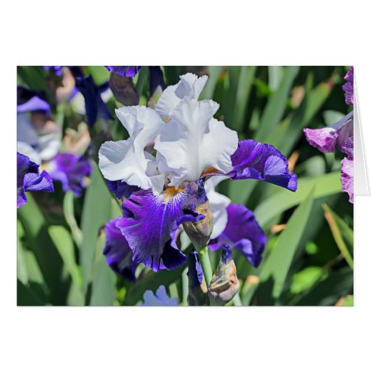 Iris 1039 cards (Front Horizontal)