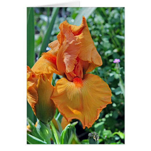 Iris 797 cards (Front)
