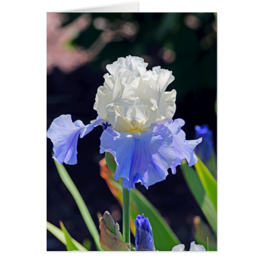 Iris 965 cards (Front)