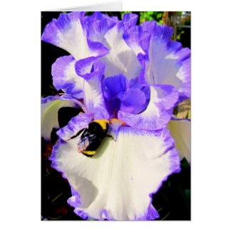 Iris and Bee Cards