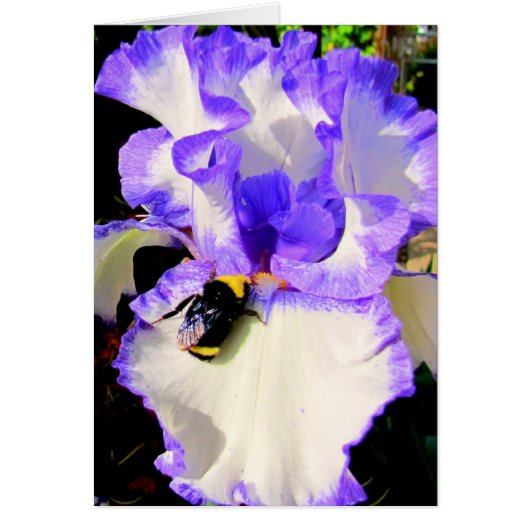 Iris and Bee Cards (Front)