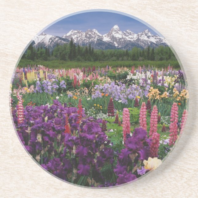 Iris and Lupine garden and Teton Range, Sandstone Coaster (Front)