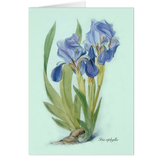 Iris aphylla cards (Front)