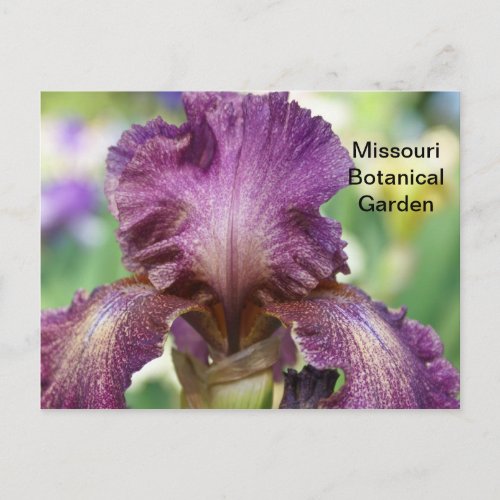 Iris at Missouri Botanical Garden Postcard