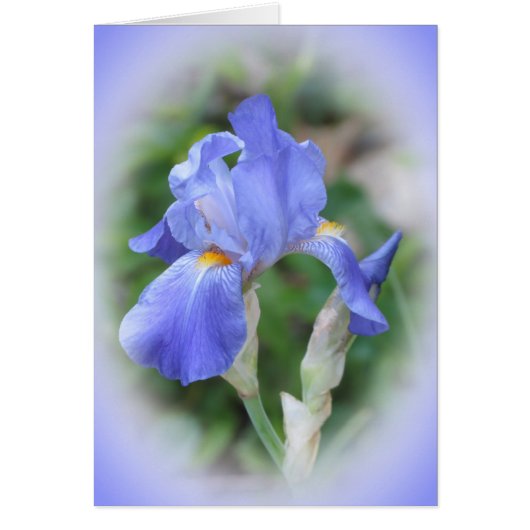 Iris Beauty Cards (Front)