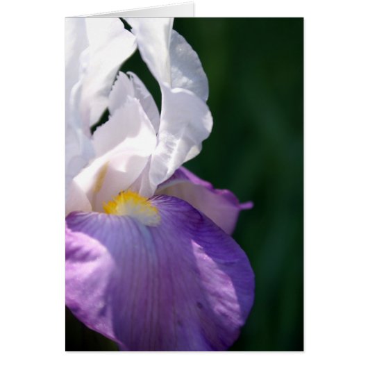 Iris Beauty Cards (Front)