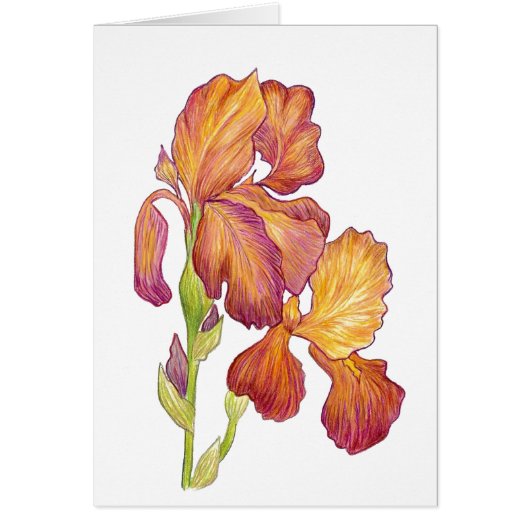 Iris blank inside Card (Front)