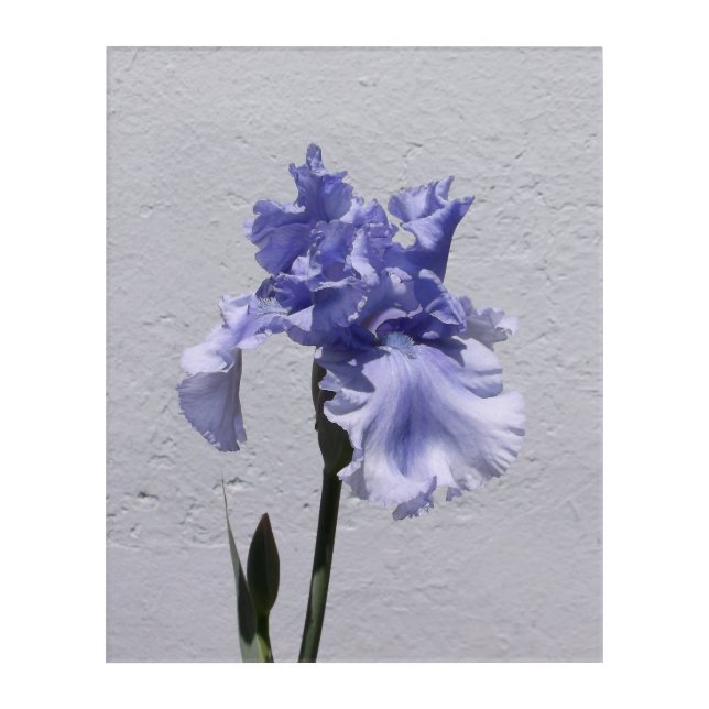 Iris Bloom Acrylic Print (Front)