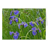 Iris Blooms (Front Horizontal)