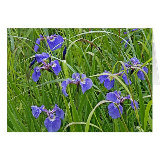 Iris Blooms Cards (Front Horizontal)