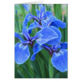 Iris Blue (Front)