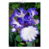 Iris ~ Blue and White (Front)