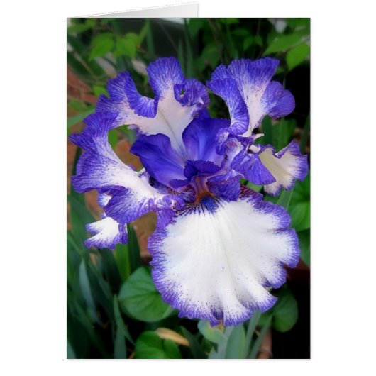 Iris ~ Blue and White Cards (Front)