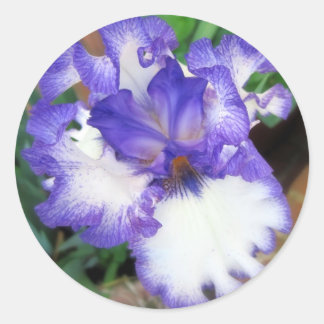 Iris ~ Blue and White Classic Round Sticker