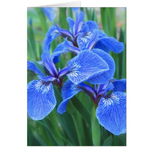 Iris Blue Cards (Front)