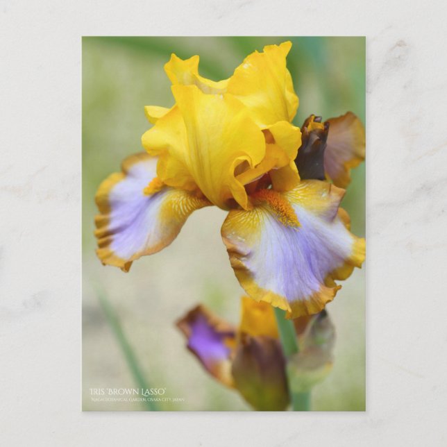 Iris ‘Brown Lasso’ Postcard (Front)
