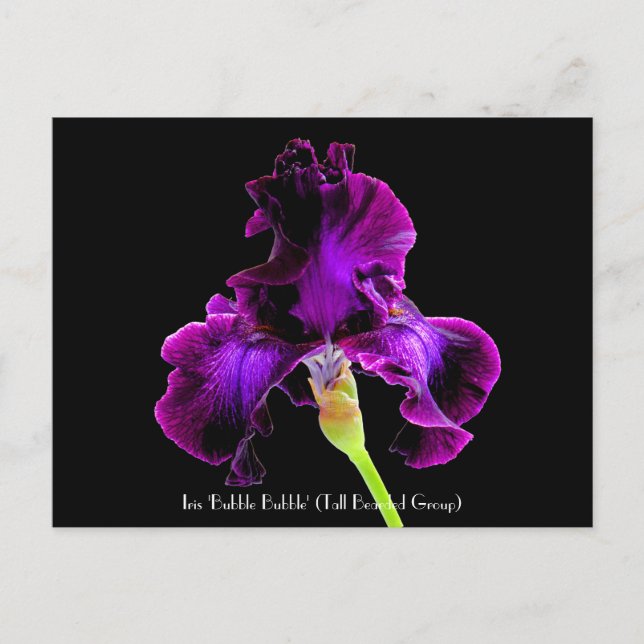 Iris 'Bubble Bubble'  Collectible Postcards (Front)