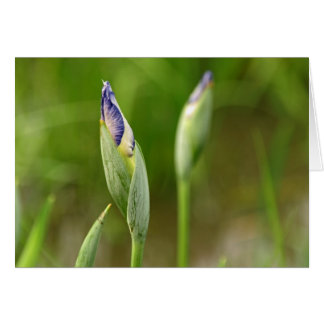 Iris Buds Cards