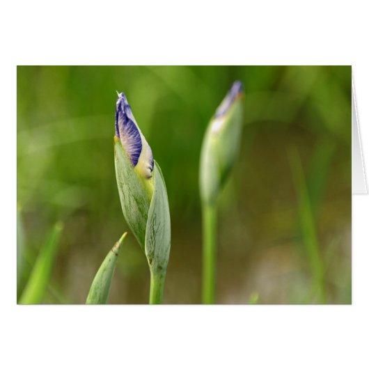 Iris Buds Cards (Front Horizontal)