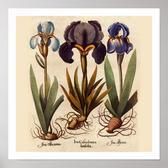 Iris Bulbs Botanical Print (Front)