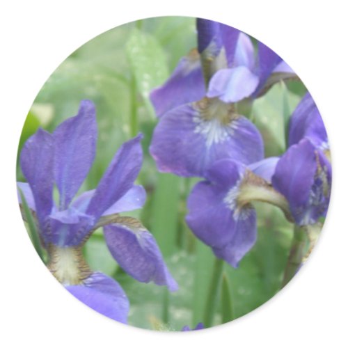 Iris Bulbs Stickers