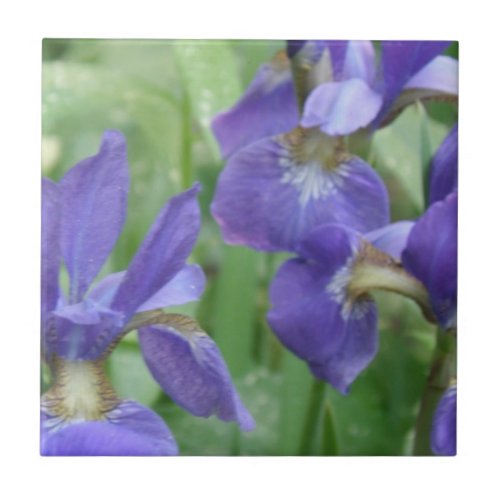 Iris Bulbs  Trivet