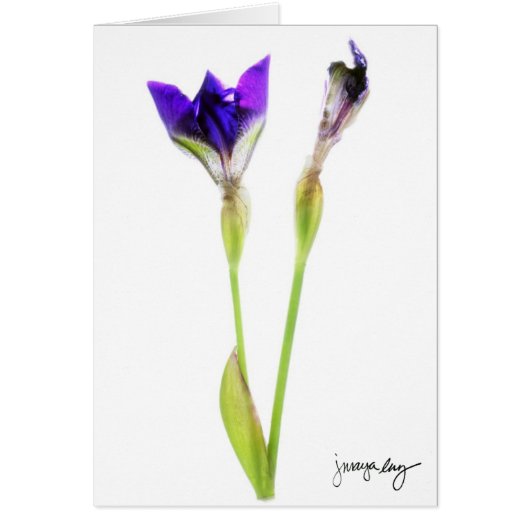 "Iris" by J. Maya Luz (Front)
