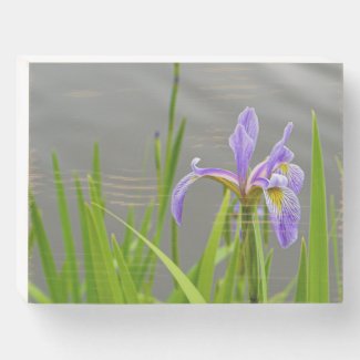 Iris by Lake Wooden Box Sign