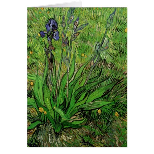 Iris by Vincent van Gogh Vintage Garden Flowers