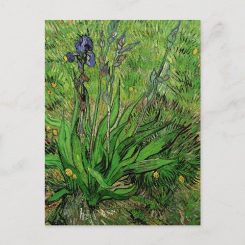 Iris by Vincent van Gogh Vintage Garden Flowers Postcard