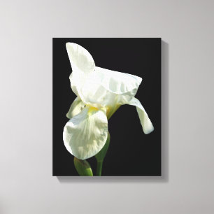 Iris Canvas Print